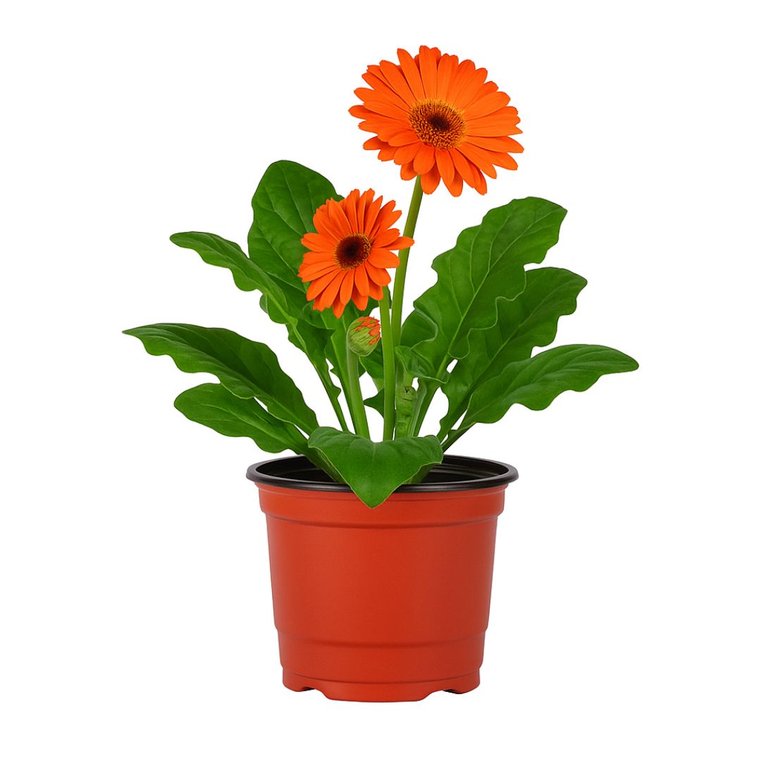 MACETA CARLUCCIO REDONDA BICOLOR UV .9A N/T (320CC) *UNID