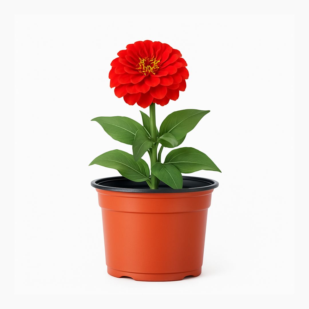 MACETA CARLUCCIO REDONDA BICOLOR UV 10 N/T (430CC) *UNID