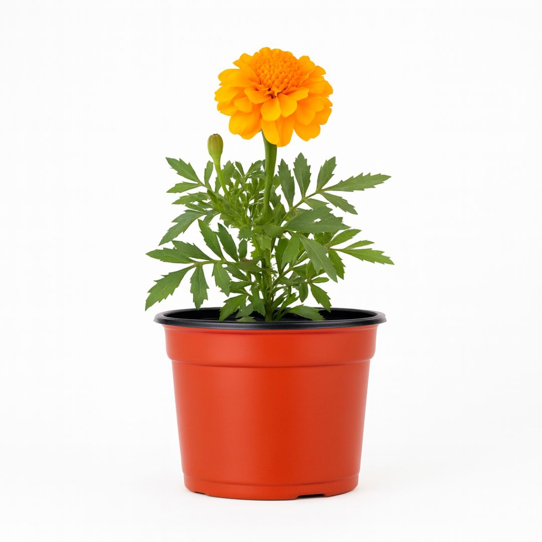 MACETA CARLUCCIO REDONDA BICOLOR UV 12.5 N/T (830CC) *UNID