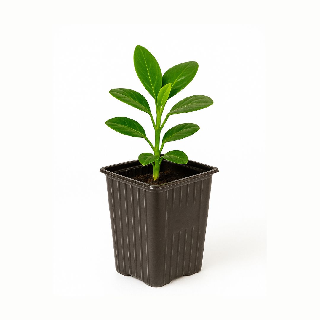 MACETA CARLUCCIO CUADRADA NEGRA PP UV 7.3*9CM (300CC) *UNID