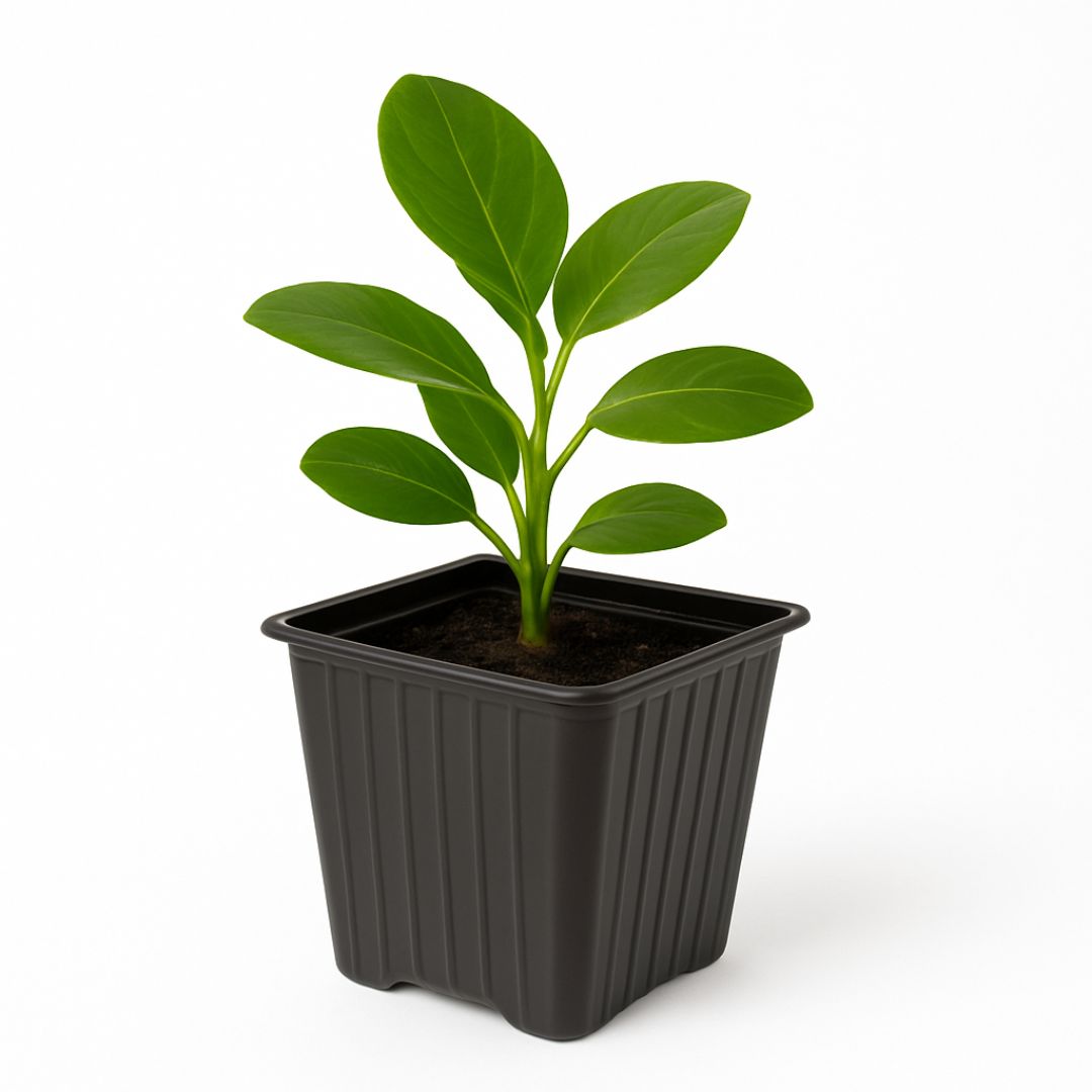 MACETA CARLUCCIO CUADRADA NEGRA PP UV 9.7*9.7CM (600CC) *UNID