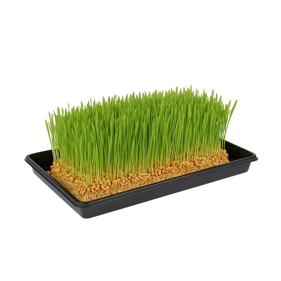 BANDEJA PLANTINERA FORRAJERA REFORZADA *UNID