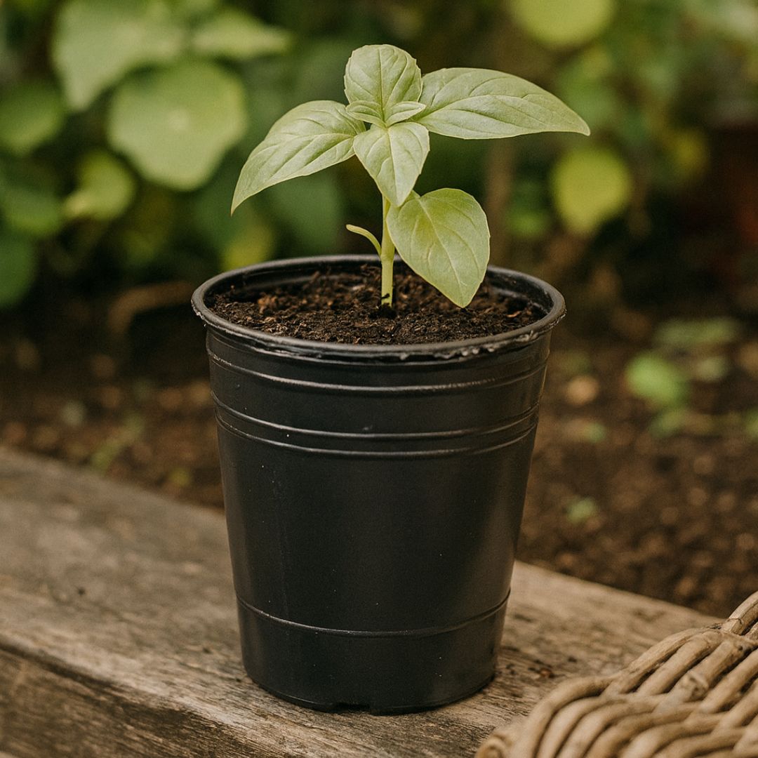 MACETA SOPLADA .N°10 (300CC) (9.5CM DIAM* 9.5CM ALTO) *UNID