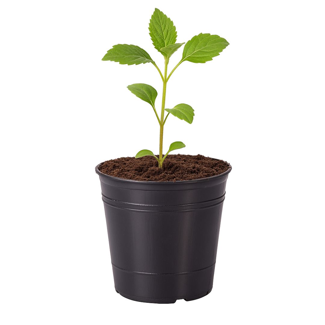 MACETA SOPLADA .N°10 (300CC) (9.5CM DIAM* 9.5CM ALTO) *UNID