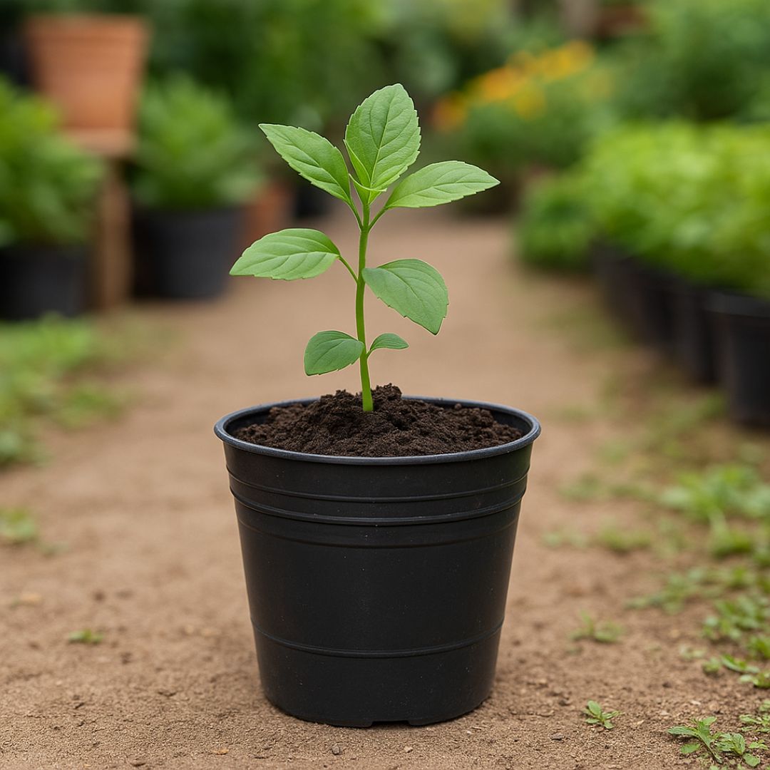 MACETA SOPLADA .N°12 (500CC) (11.2CM DIAM*11.5CM ALTO) *UNID