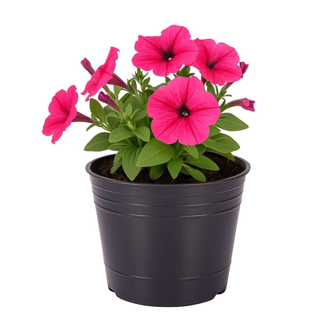 MACETA SOPLADA .N°14 (1LT) (14CM DIAM*14CM ALTO) *UNID