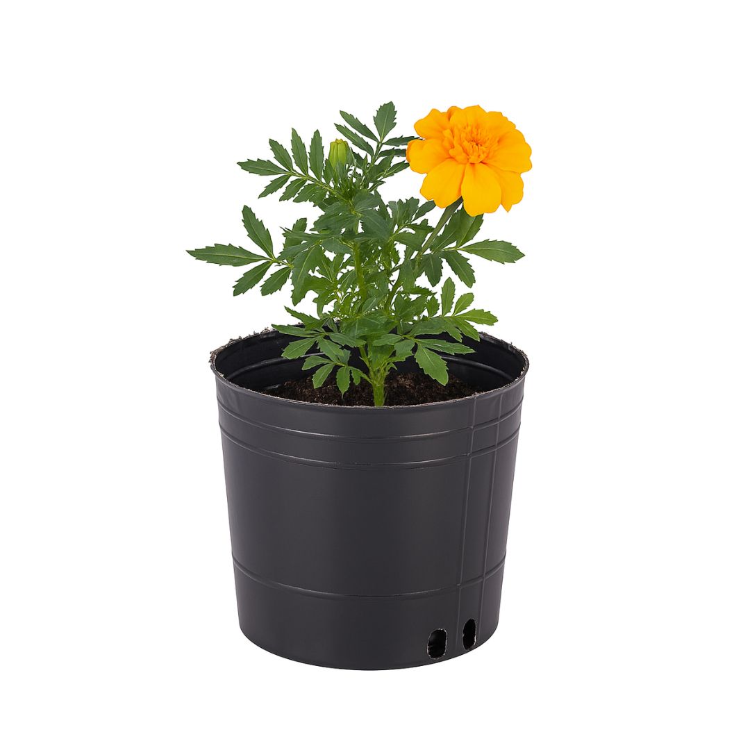 MACETA SOPLADA 3 LTS (16CM DIAM*16CM ALTO) *UNID