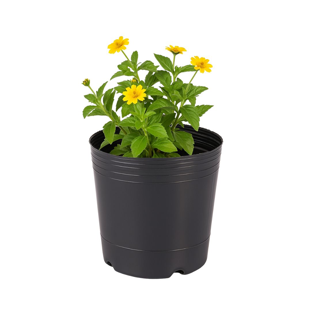 MACETA SOPLADA 5 LTS ALTA (19CM DIAM*24CM ALTO) *UNID