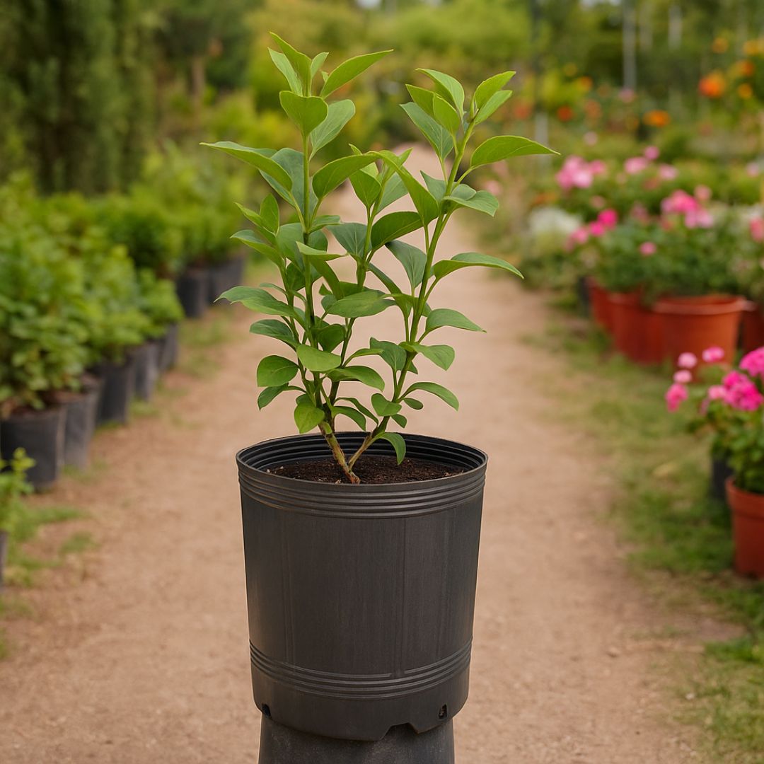 MACETA SOPLADA.10 LTS (24CM DIAM*29CM ALTO) *UNID