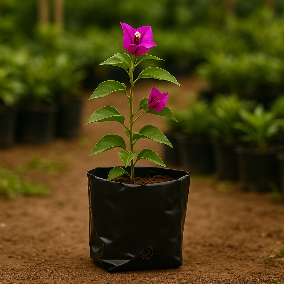 BOLSAS PLANTIN FERNANDEZ (BD - 70MIC - C/PERF - ARMADA 6X7X8,5) .0.35 LTS 12X12CM *100UNID