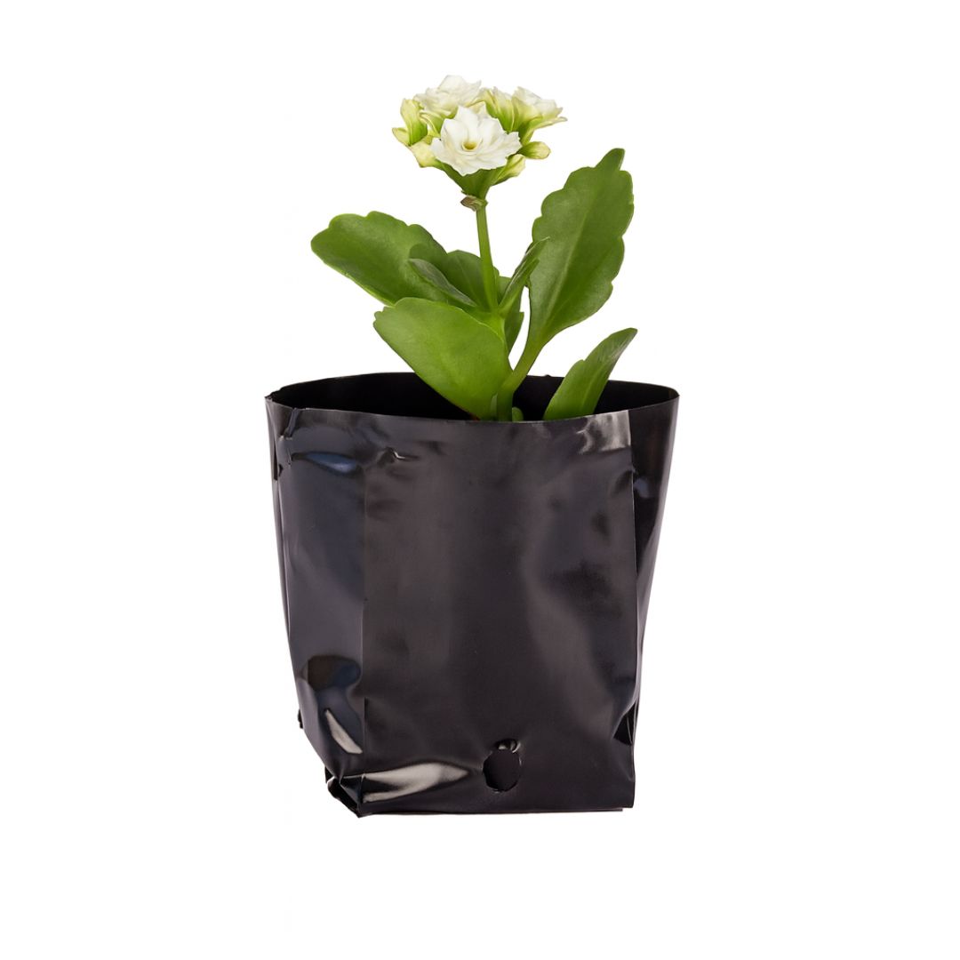 BOLSAS PLANTIN FERNANDEZ (BD - 70MIC - C/PERF - ARMADA 6X7X8,5) .0.35 LTS 12X12CM *100UNID