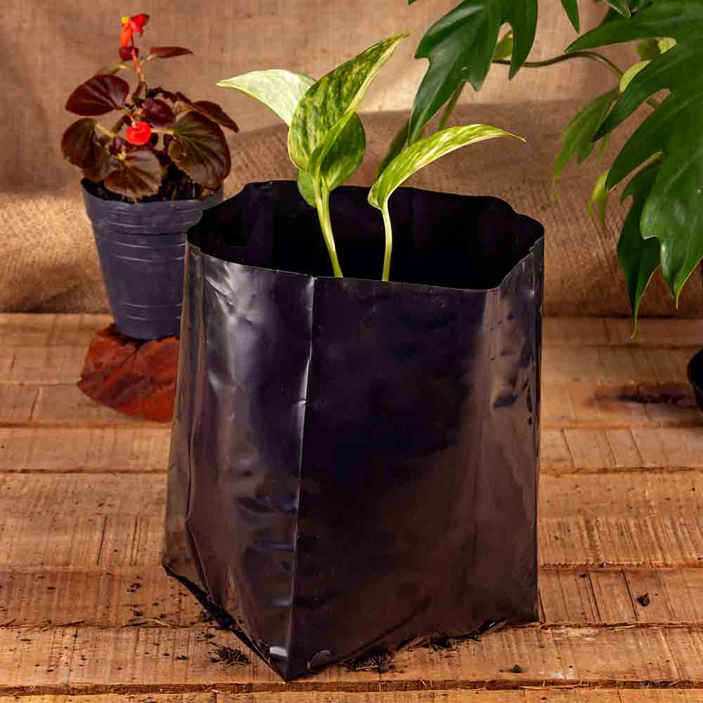BOLSAS PLANTIN FERNANDEZ (BD - 90MIC - C/PERF - ARMADA 17X15X16) .4 LTS 30X26CM *50UNID