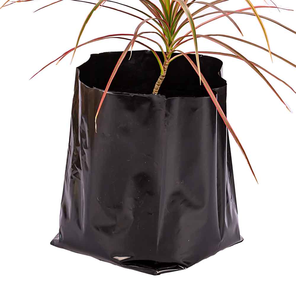 BOLSAS PLANTIN FERNANDEZ (BD - 90MIC - C/PERF - ARMADA 25X19X17) .8 LTS 35X36CM *50UNID
