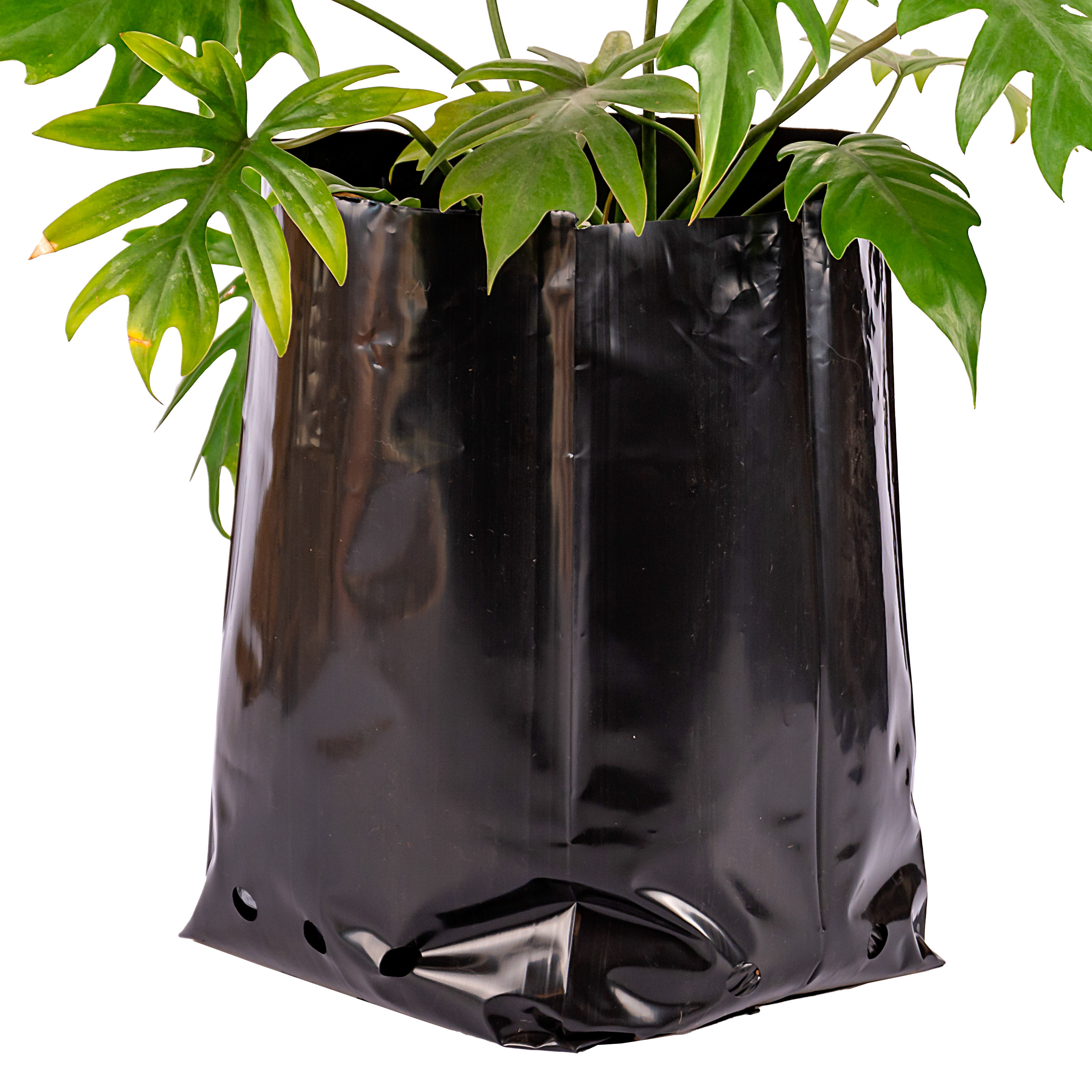 BOLSAS PLANTIN FERNANDEZ (BD - 100MIC - C/PERF - ARMADA 36X25X22) 20 LTS 50X50CM *25UNID