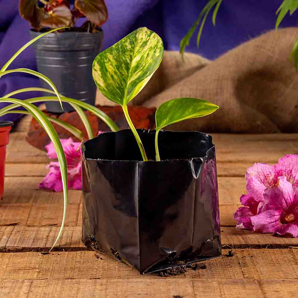 BOLSAS PLANTIN FERNANDEZ (BD - 70MIC - C/PERF - ARMADA 7X8X9) .0.5 LTS 16X13CM *100UNID