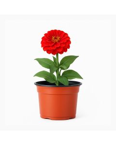 MACETA CARLUCCIO REDONDA BICOLOR UV 10 N/T (430CC) *UNID