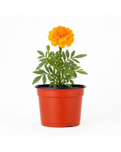MACETA CARLUCCIO REDONDA BICOLOR UV 12.5 N/T (830CC) *UNID